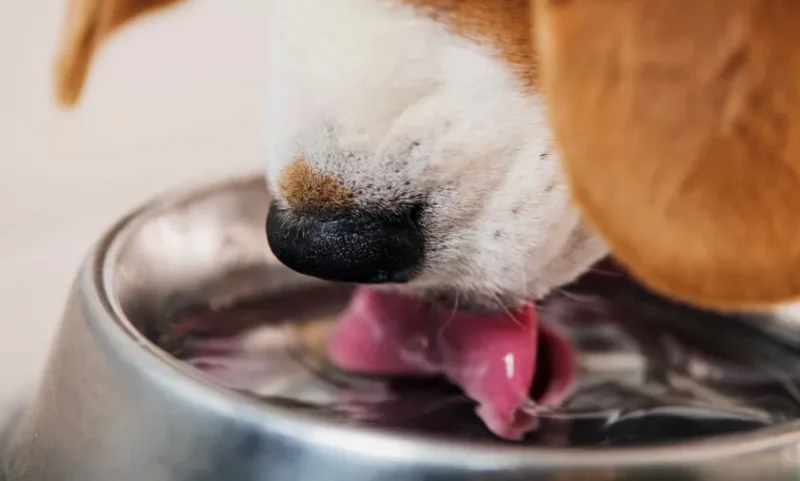 o-que-dar-para-hidratar-o-cachorro